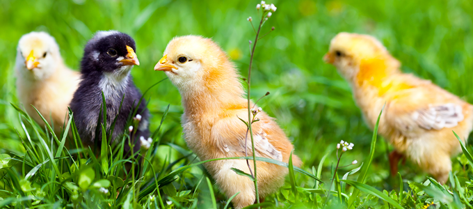 Chicks in the grass