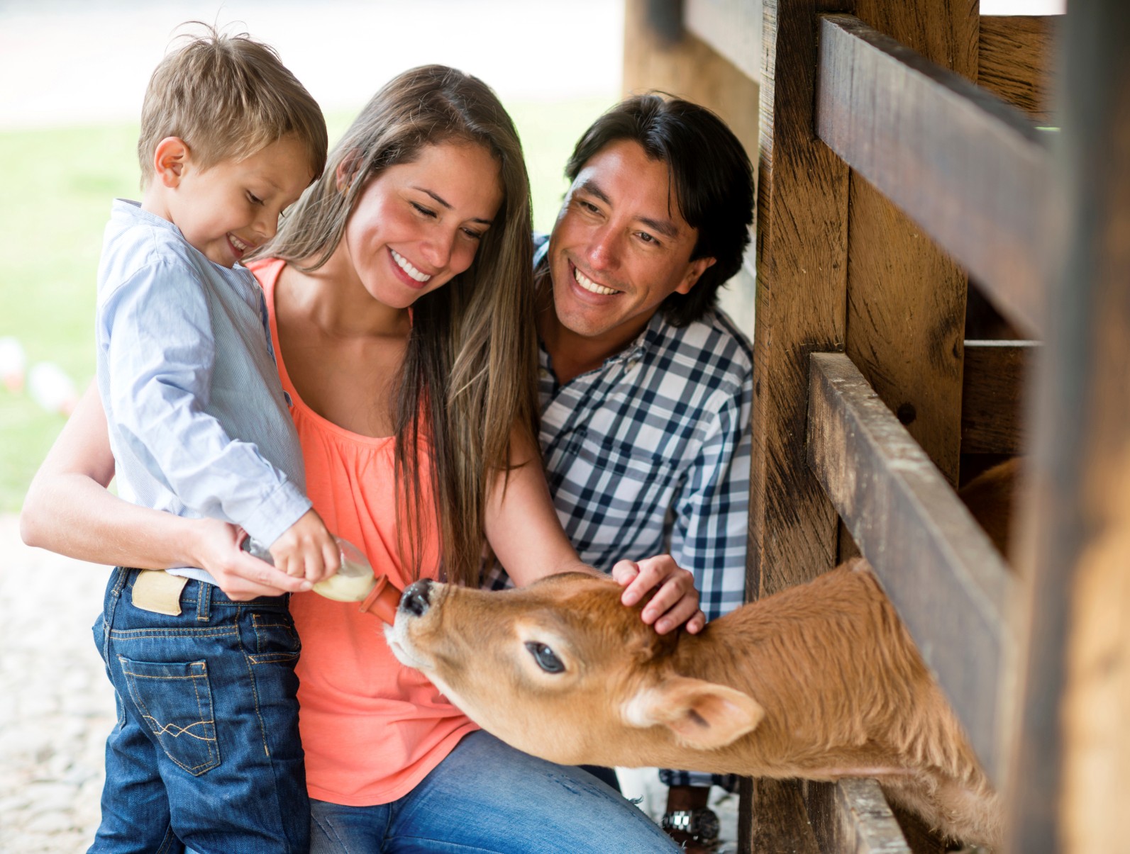 Family feeding cow